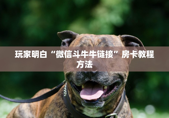 一分钟实测分享“在哪里买微信牛牛房卡”获取房卡教程-哔哩哔哩